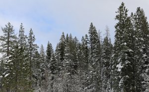 Applied Staffing Solutions